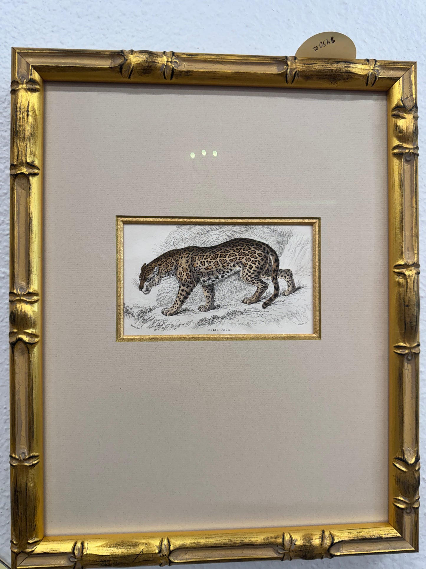 Victorian W.H. Lizars Hand-Colored Etchings Leopard