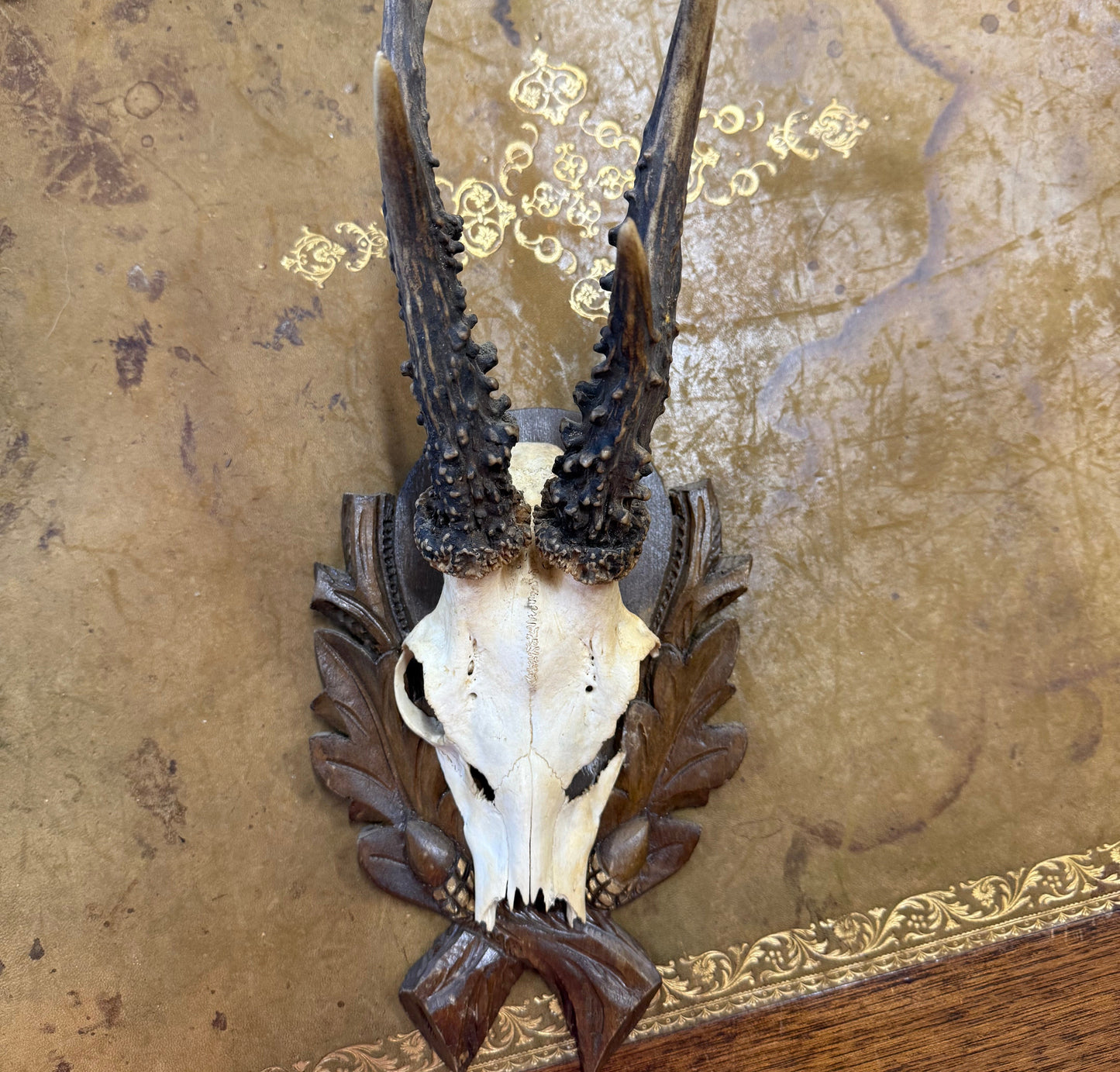 Vintage Austrian Horns